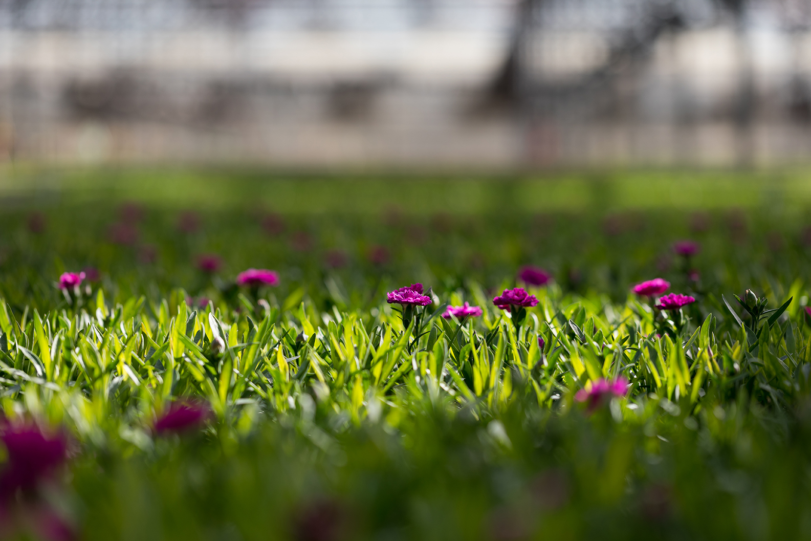 home page cover image with flower